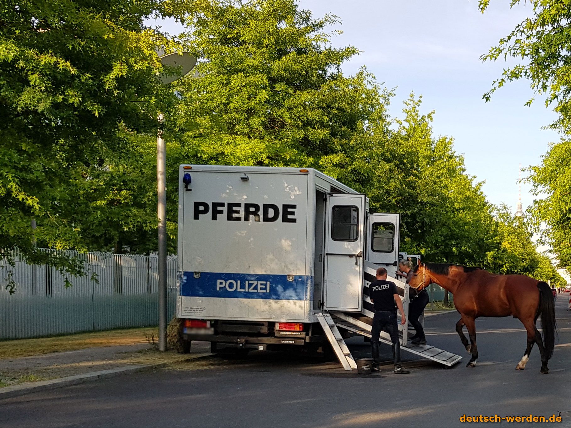 Polizei Pferde