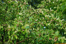 Apfelbaum, Slupsk