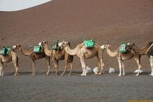 Lanzarote, Kanarische Inseln, Spanien - Kanaren in guter Qualität