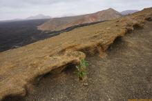 Lanzarote, Kanarische Inseln, Spanien - Kanaren in guter Qualität